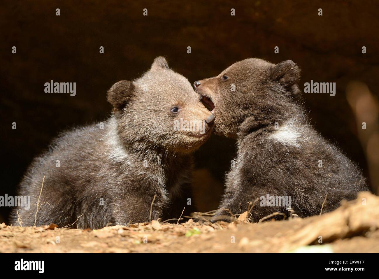 Deux petits ours brun dans le Parc National de la forêt bavaroise, Allemagne Banque D'Images