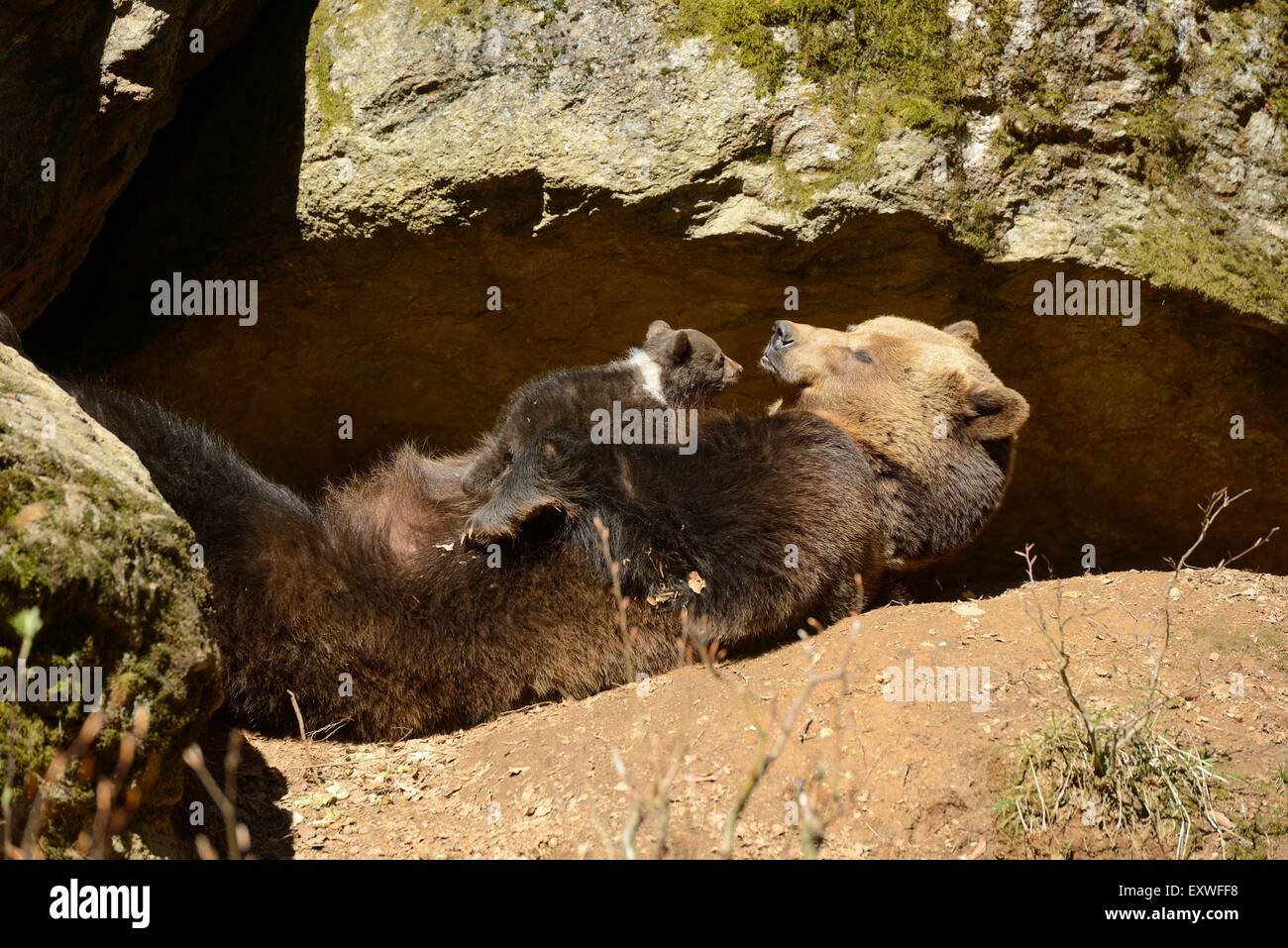Mère de l'ours brun avec cub dans le Parc National de la forêt bavaroise, Allemagne Banque D'Images