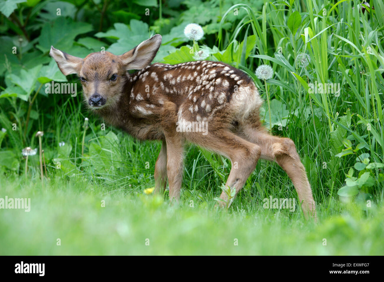 Le cerf mulet, le cerf à queue noire ou faon nouveau-né debout dans l'herbe Banque D'Images