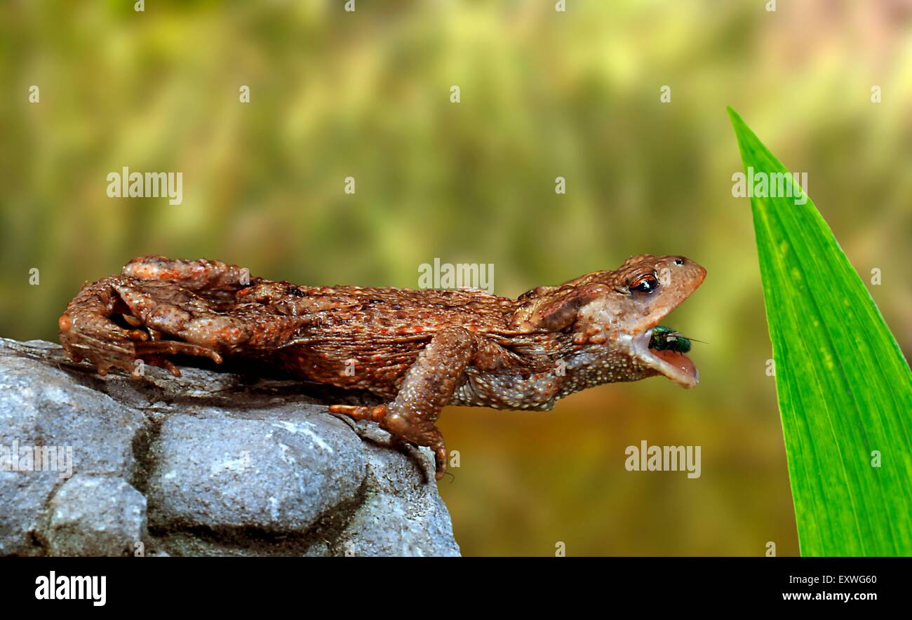 Crapaud vert européen, Bufo viridis, avec les proies Banque D'Images