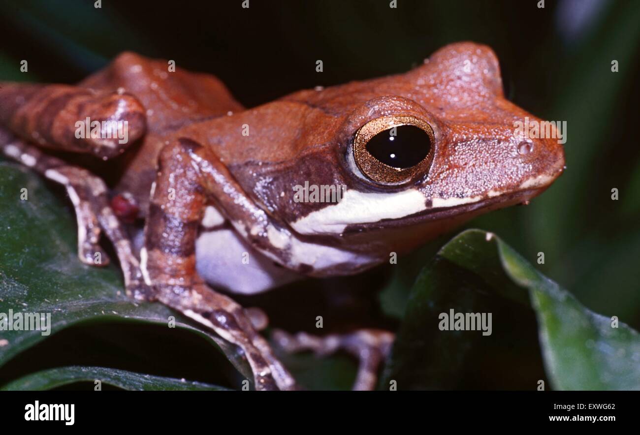 Grenouille Rocket, Colostehus Banque D'Images