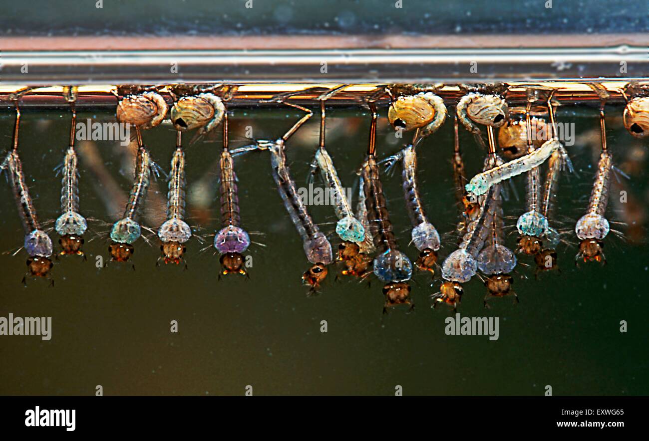 Les larves de Nématocères Banque D'Images