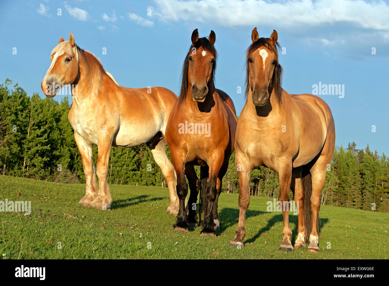 Belgique chevaux de debout ensemble dans un pré, la lumière du soleil du soir Banque D'Images