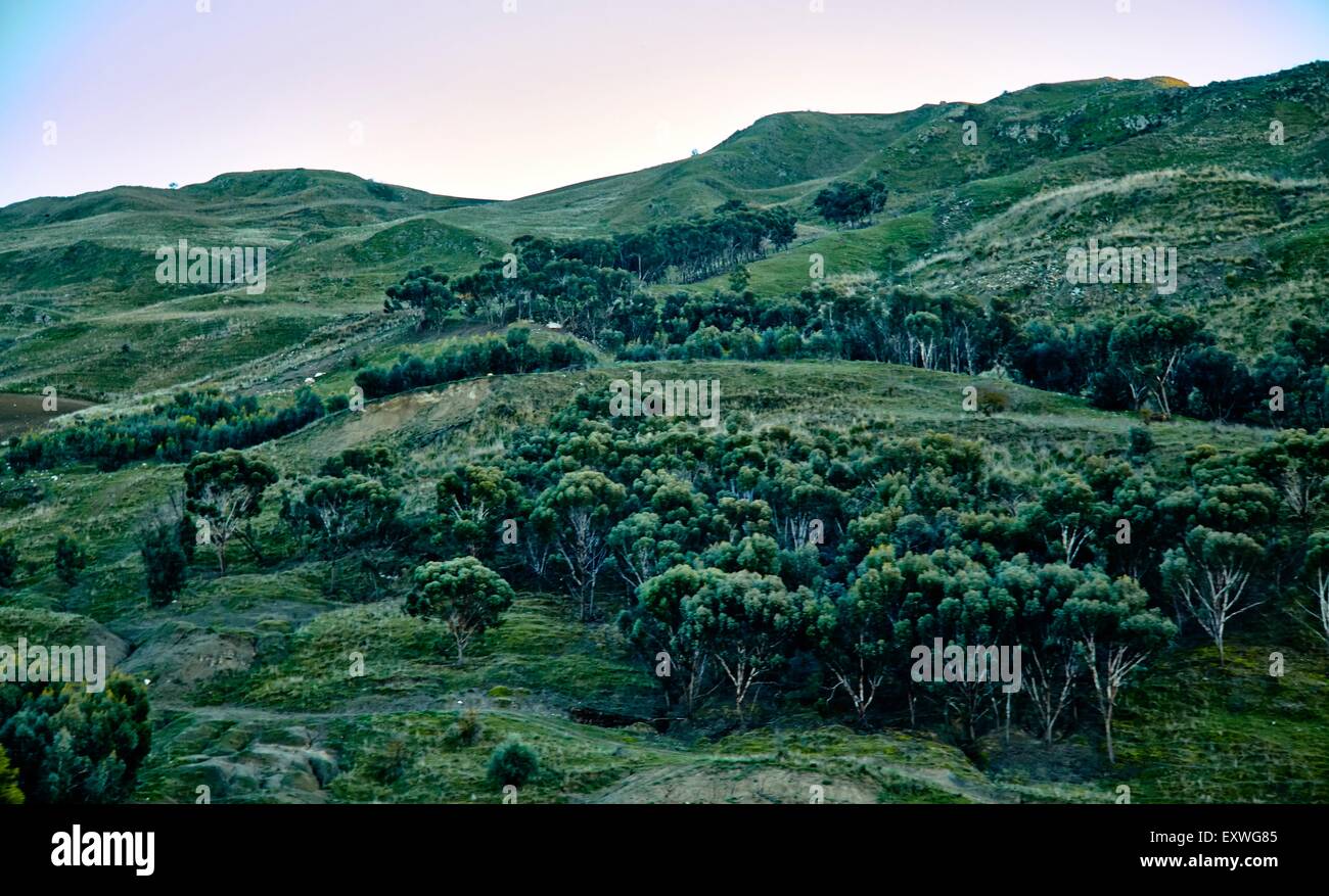 Paysage vallonné avec des eucalyptus, Sicile, Italie Banque D'Images