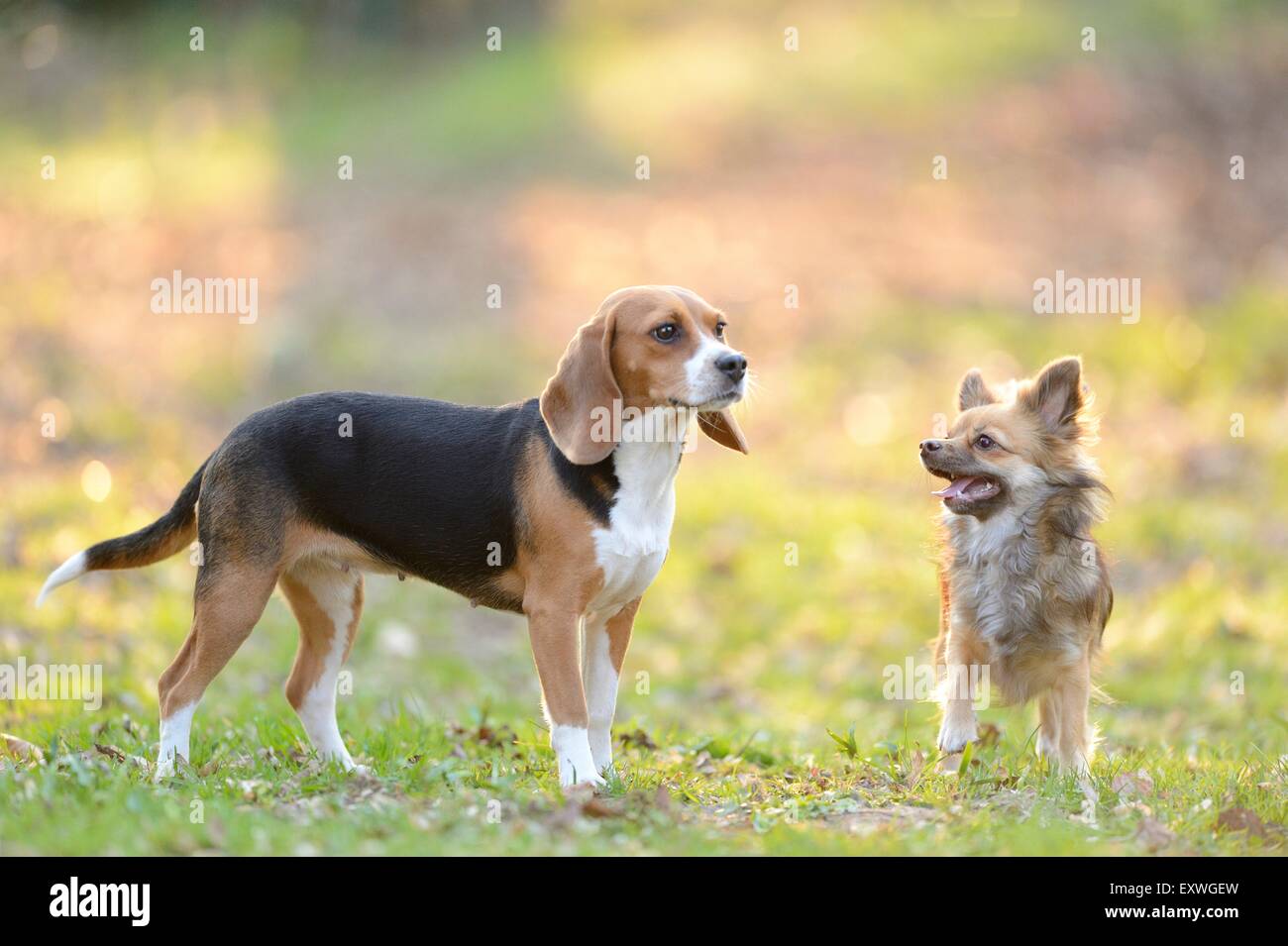 Chihuahua et beagle dans jardin Banque D'Images