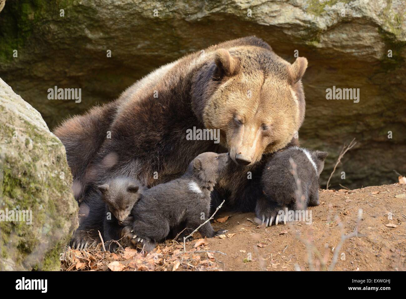 Ours brun (Ursus arctos) oursons avec la mère dans le Parc National de la forêt bavaroise, Allemagne Banque D'Images
