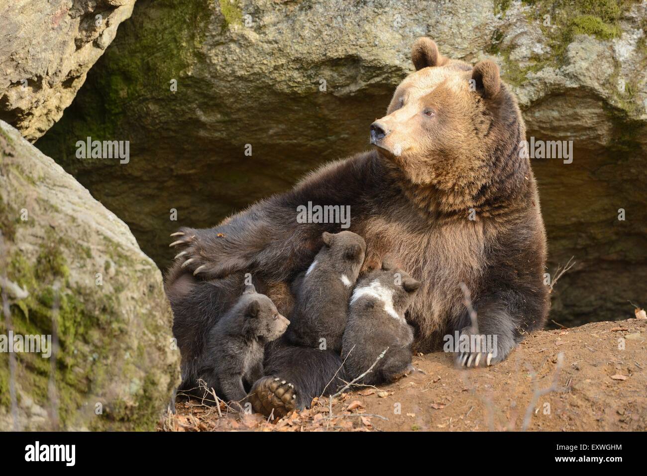 Ours brun (Ursus arctos) oursons avec la mère dans le Parc National de la forêt bavaroise, Allemagne Banque D'Images