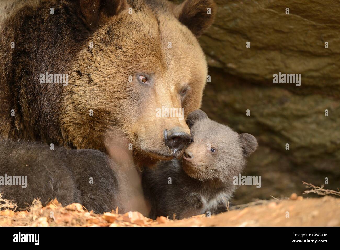Ours brun (Ursus arctos) cub avec mère dans le Parc National de la forêt bavaroise, Allemagne Banque D'Images