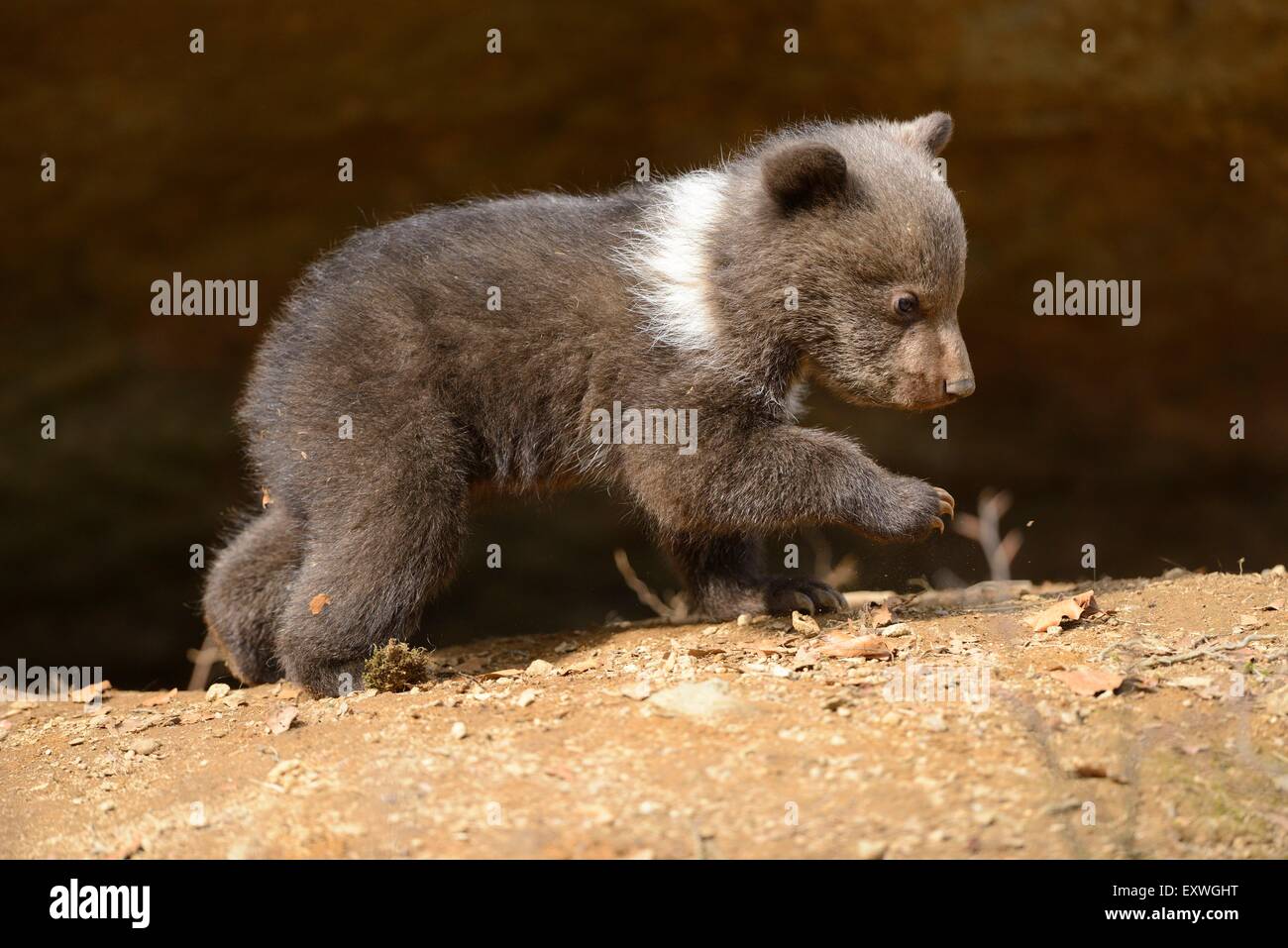 Cub ours brun (Ursus arctos) dans le Parc National de la forêt bavaroise, Allemagne Banque D'Images