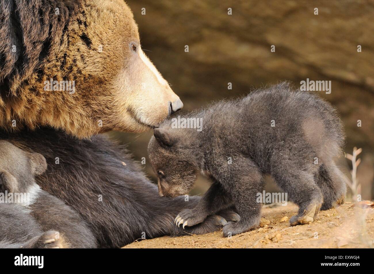 Ours brun (Ursus arctos) oursons avec la mère dans le Parc National de la forêt bavaroise, Allemagne Banque D'Images