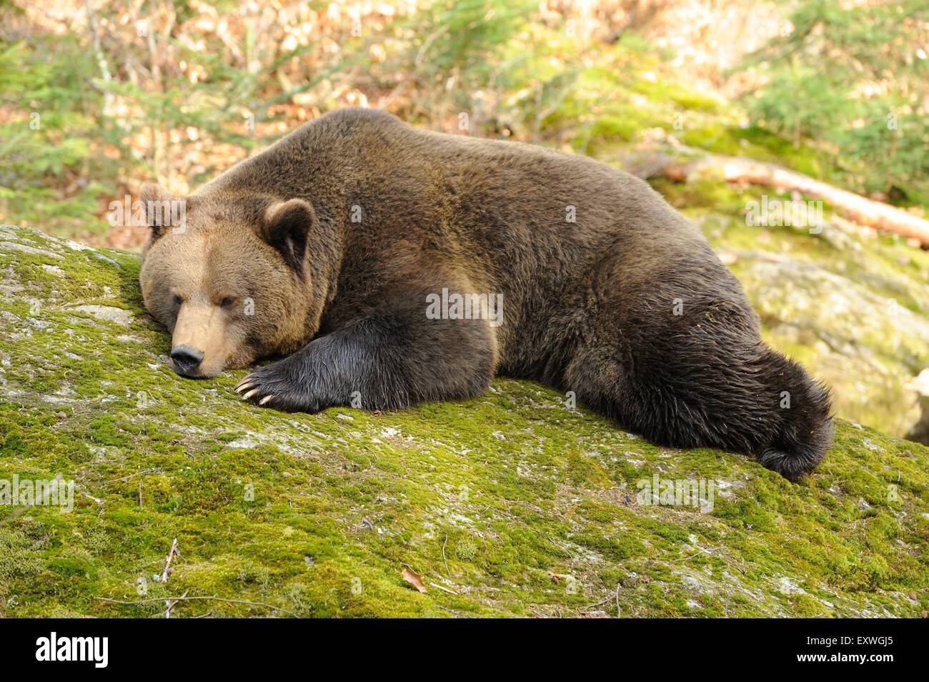Ours brun (Ursus arctos) dans le Parc National de la forêt bavaroise, Allemagne Banque D'Images