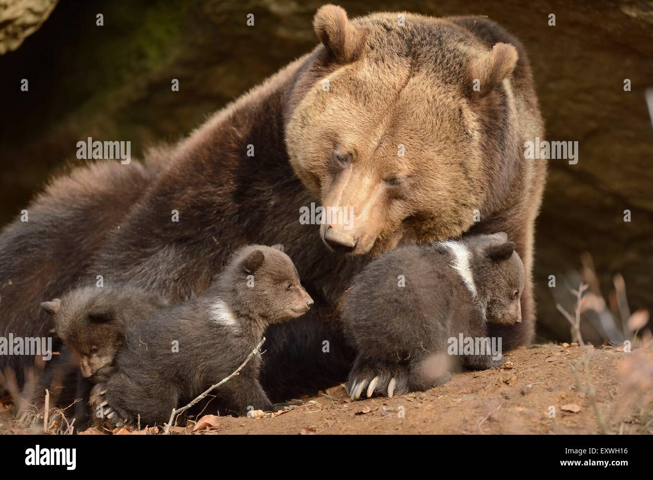 Ours brun (Ursus arctos) oursons avec la mère dans le Parc National de la forêt bavaroise, Allemagne Banque D'Images