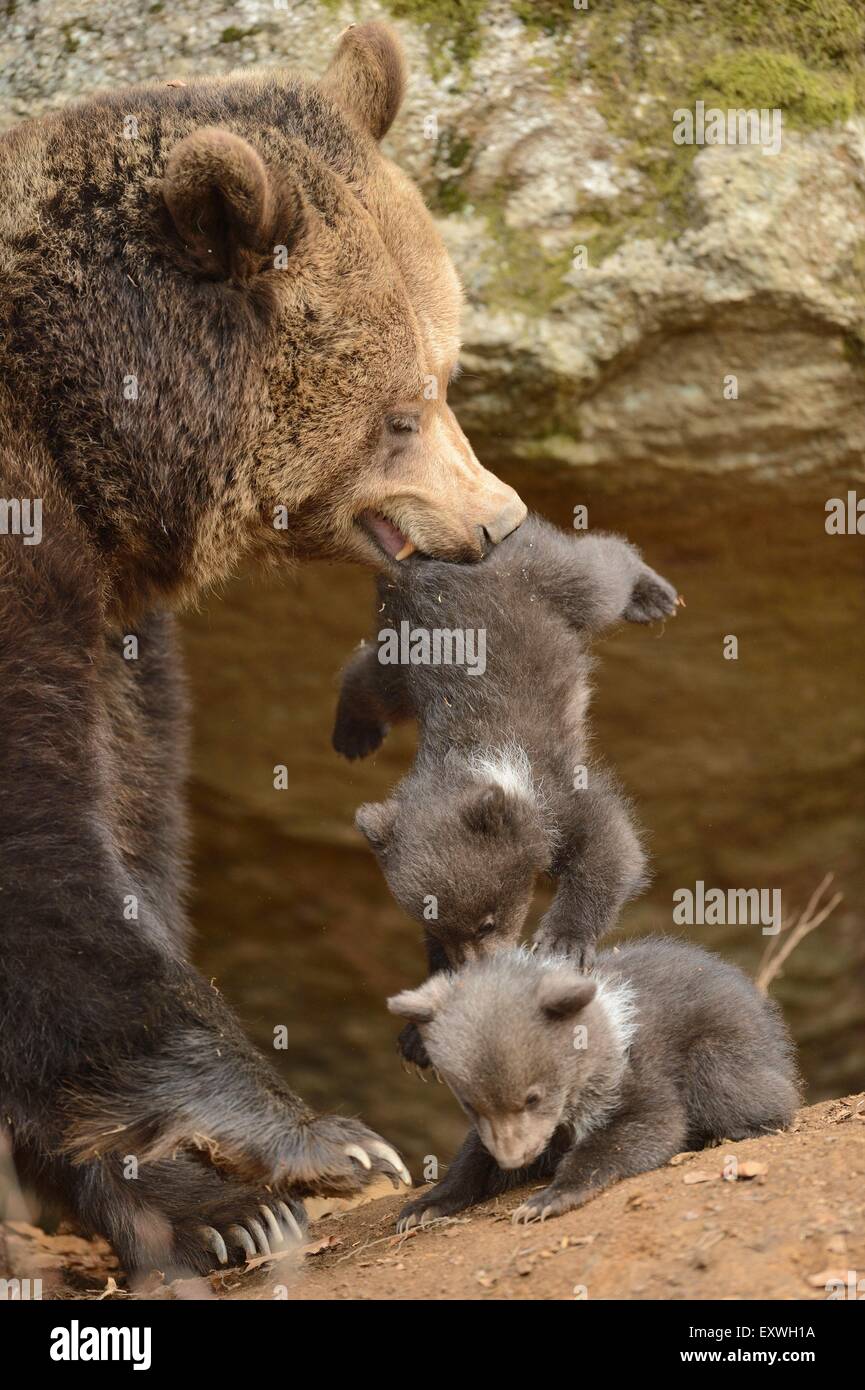 Ours brun (Ursus arctos) oursons avec la mère dans le Parc National de la forêt bavaroise, Allemagne Banque D'Images