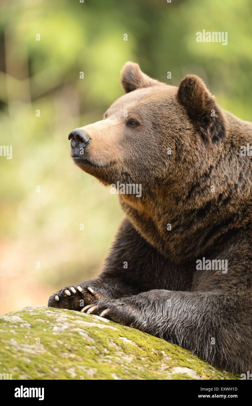 Ours brun (Ursus arctos) dans le Parc National de la forêt bavaroise, Allemagne Banque D'Images
