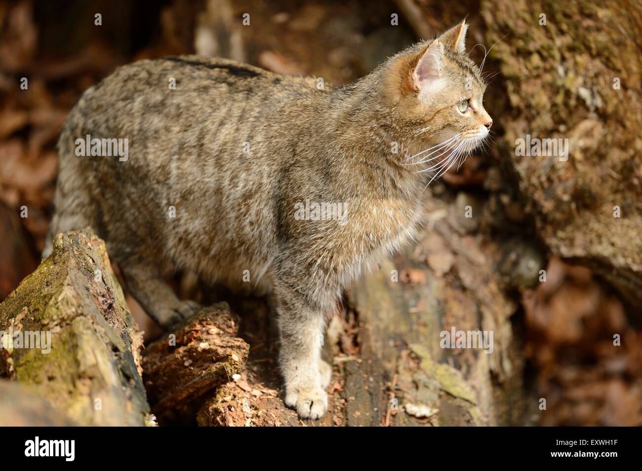 Chat Sauvage Européen (Felis silvestris silvestris) dans le Parc National de la forêt bavaroise, Allemagne Banque D'Images