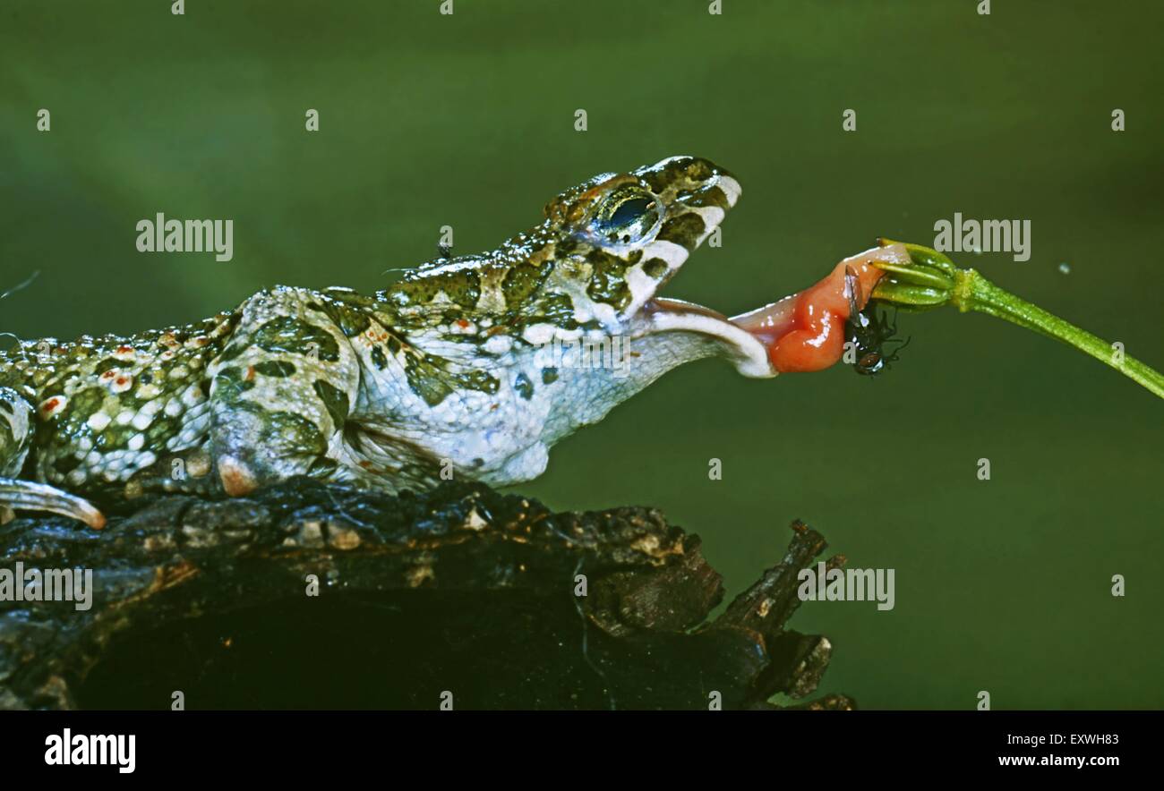 Crapaud vert (Bufo viridis Banque D'Images