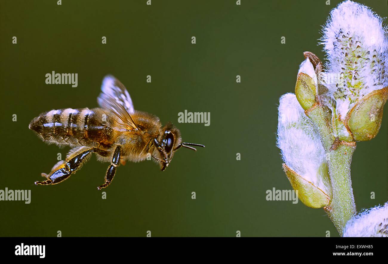 Abeille, Apis mellifera Banque D'Images
