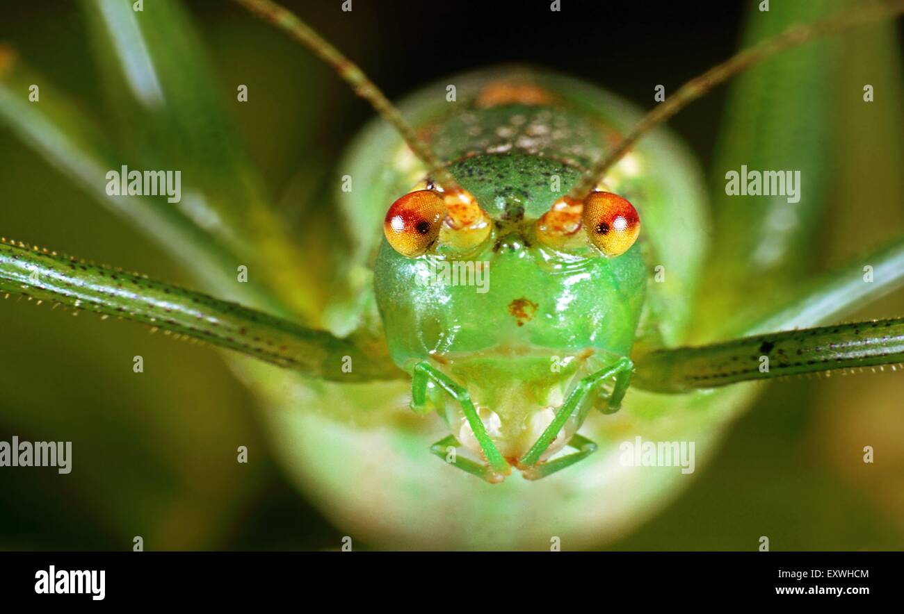 Grand Green Bush-Cricket (Tettigonia viridissima), portrait Banque D'Images
