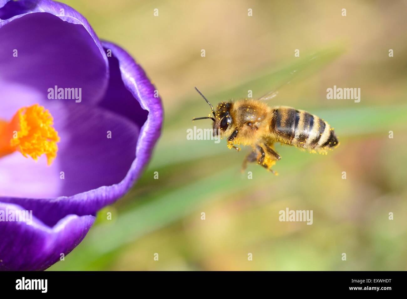 Close-up d'une abeille (Apis mellifera) sur une branche de crocus (Crocus vernus) Banque D'Images