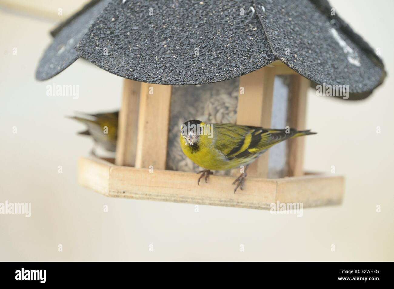 Tarin des pins (Carduelis spinus eurasienne) à un nourrissage en hiver Banque D'Images