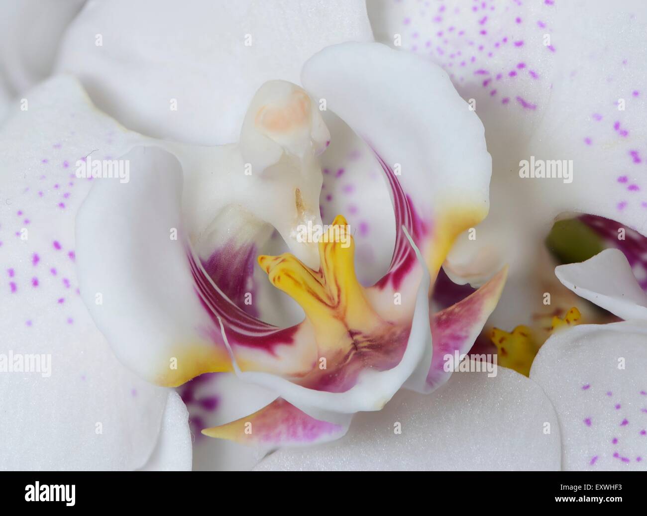 Orchidée Phalaenopsis fleur d'un Banque D'Images