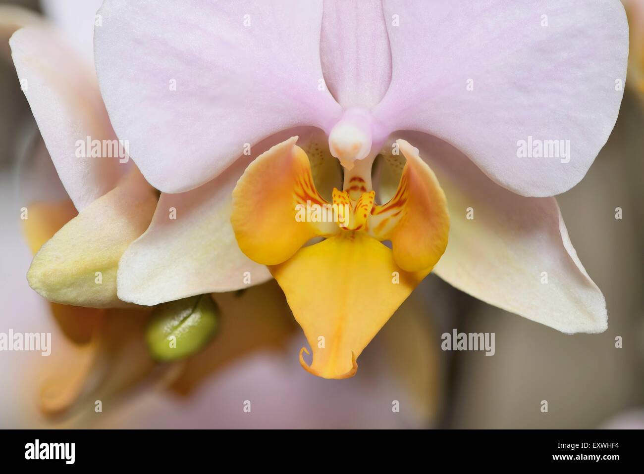 Orchidée Phalaenopsis fleur d'un Banque D'Images