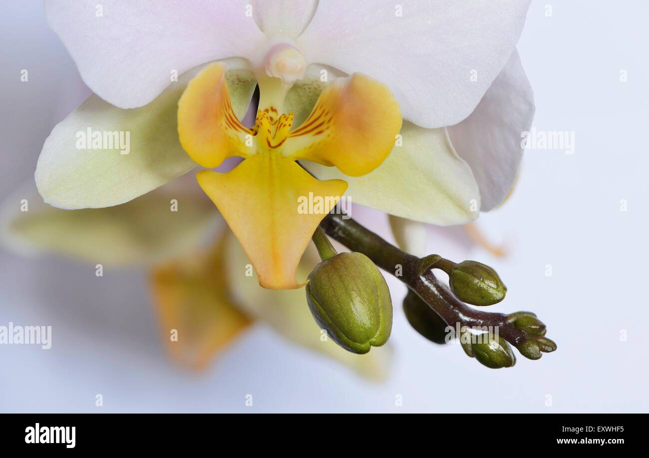 Orchidée Phalaenopsis fleur d'un Banque D'Images