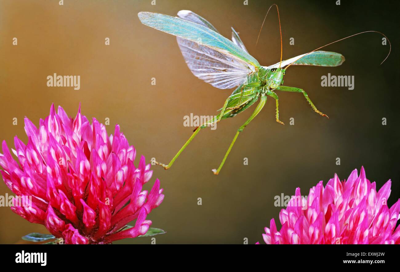 Grande Charte verte, Tettigonia viridissima cricket bush Banque D'Images