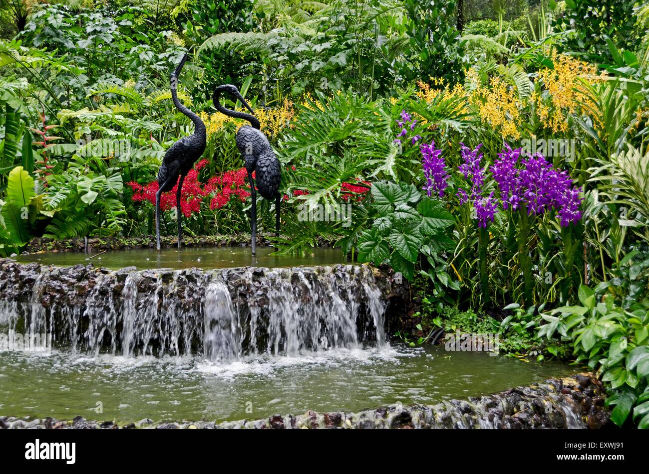 Jardin des Orchidées, Singapore City, Singapore, Asia Banque D'Images