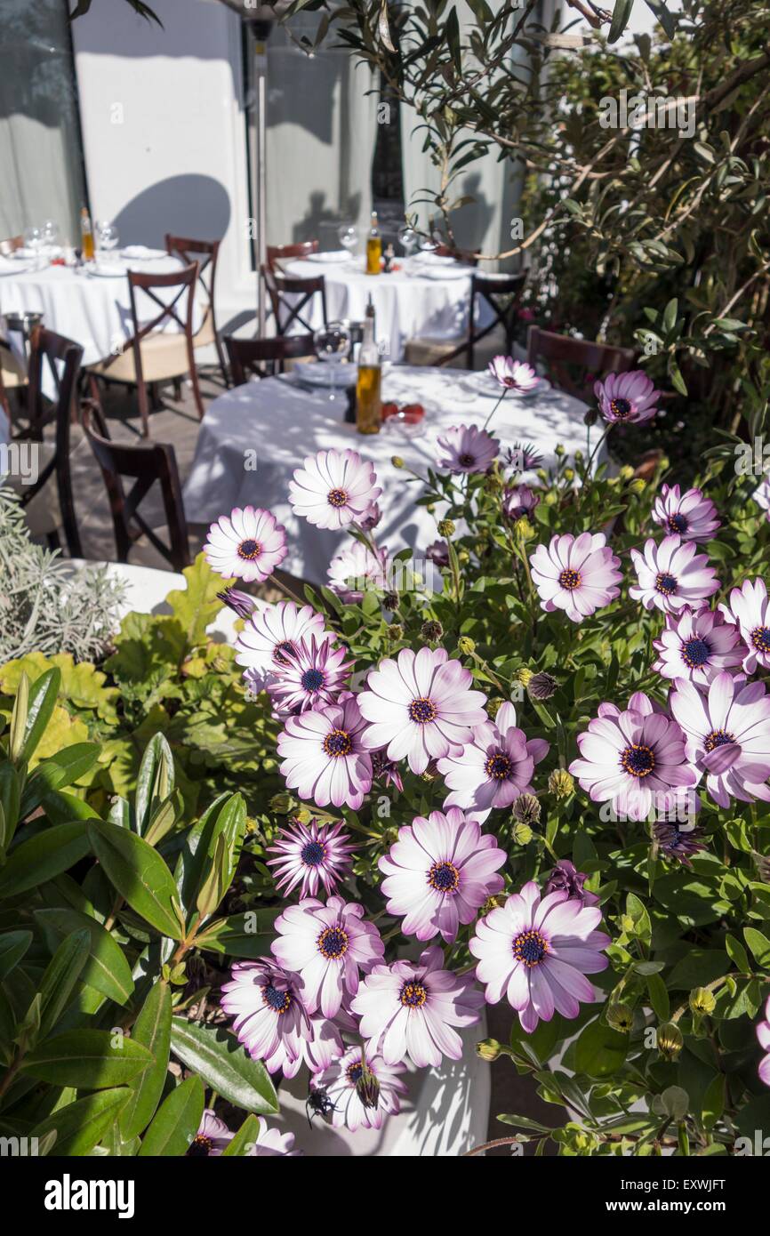 Des fleurs au restaurant La Petite Maison, Nice, France Banque D'Images