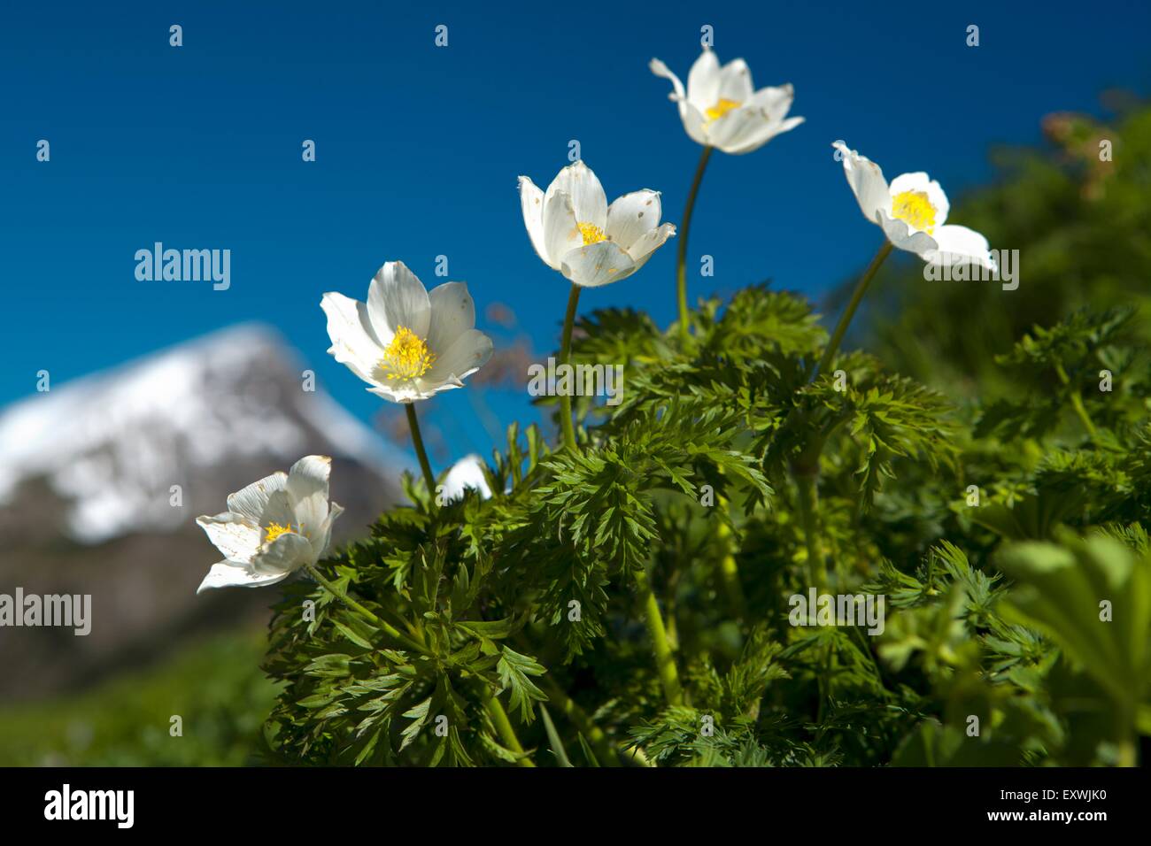 Pasqueflower Pulsatilla alpina Alpine,, Tyrol, Autriche Banque D'Images