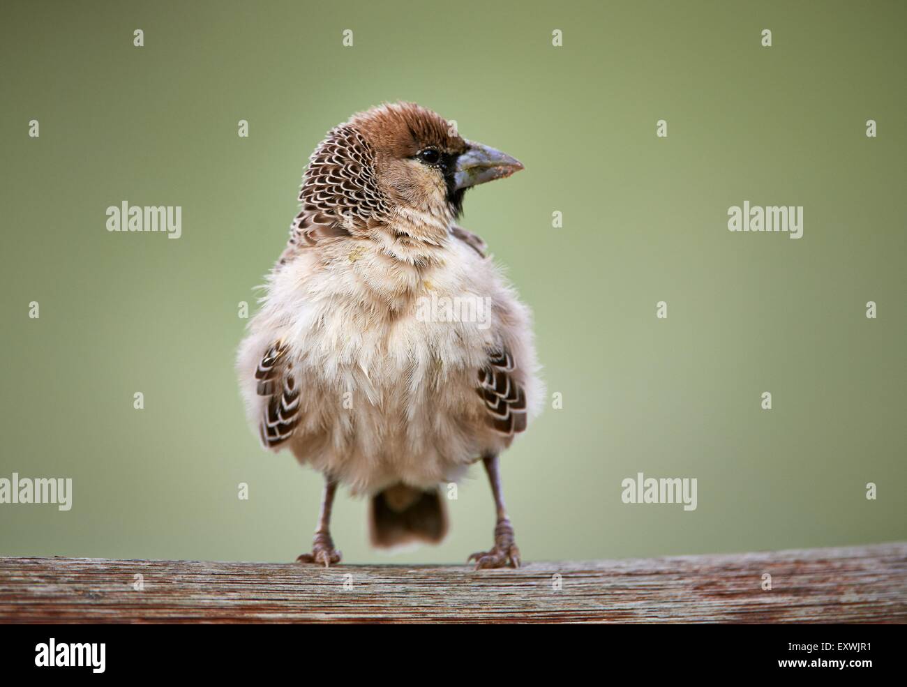 Sociable Weaver, Kgalagadi Transfrontier Park, Kalahari, Afrique du Sud, Botsuana Banque D'Images