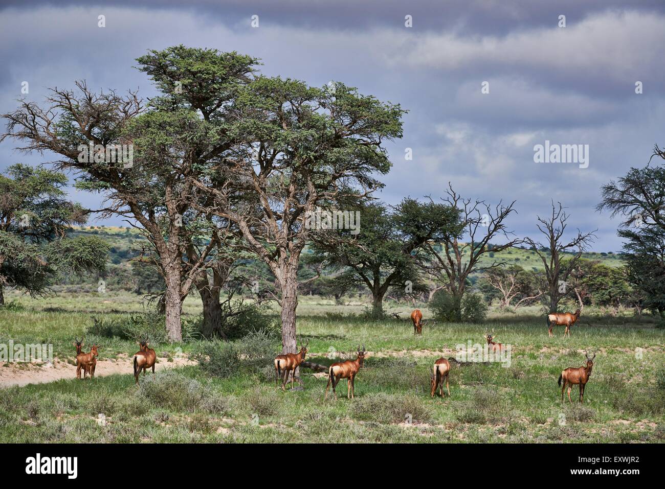 Troupeau de bubales rouges, Kgalagadi Transfrontier Park, Kalahari, Afrique du Sud, Botsuana Banque D'Images