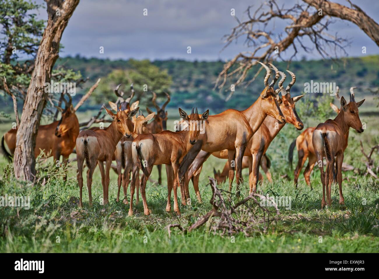 Troupeau de bubales rouges, Kgalagadi Transfrontier Park, Kalahari, Afrique du Sud, Botsuana Banque D'Images