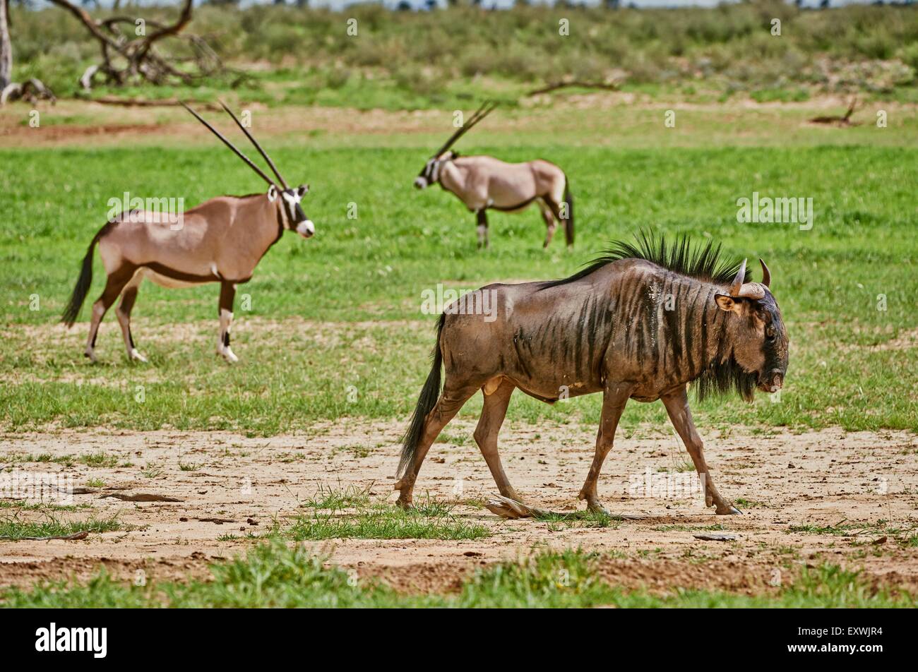Gnous bleus, Kgalagadi Transfrontier Park, Kalahari, Afrique du Sud, Botsuana Banque D'Images
