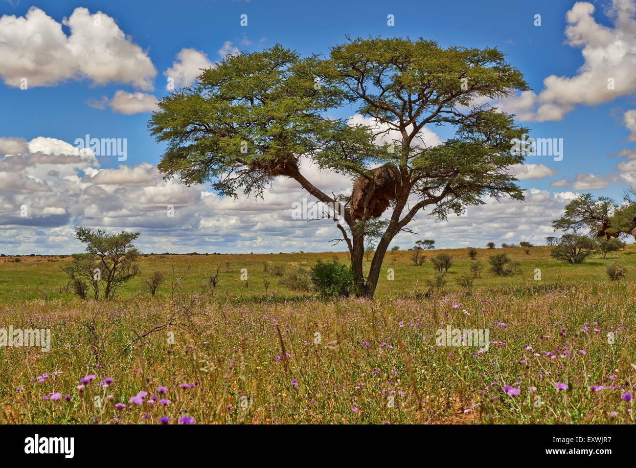 Paysage avec acacia dans Kgalagadi Transfrontier Park, Kalahari, Afrique du Sud, Botsuana Banque D'Images