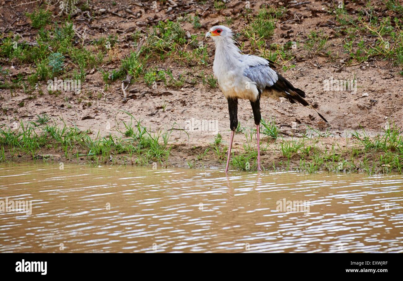Secretarybird à Waterhole, Kgalagadi Transfrontier Park, Kalahari, Afrique du Sud, Botsuana Banque D'Images