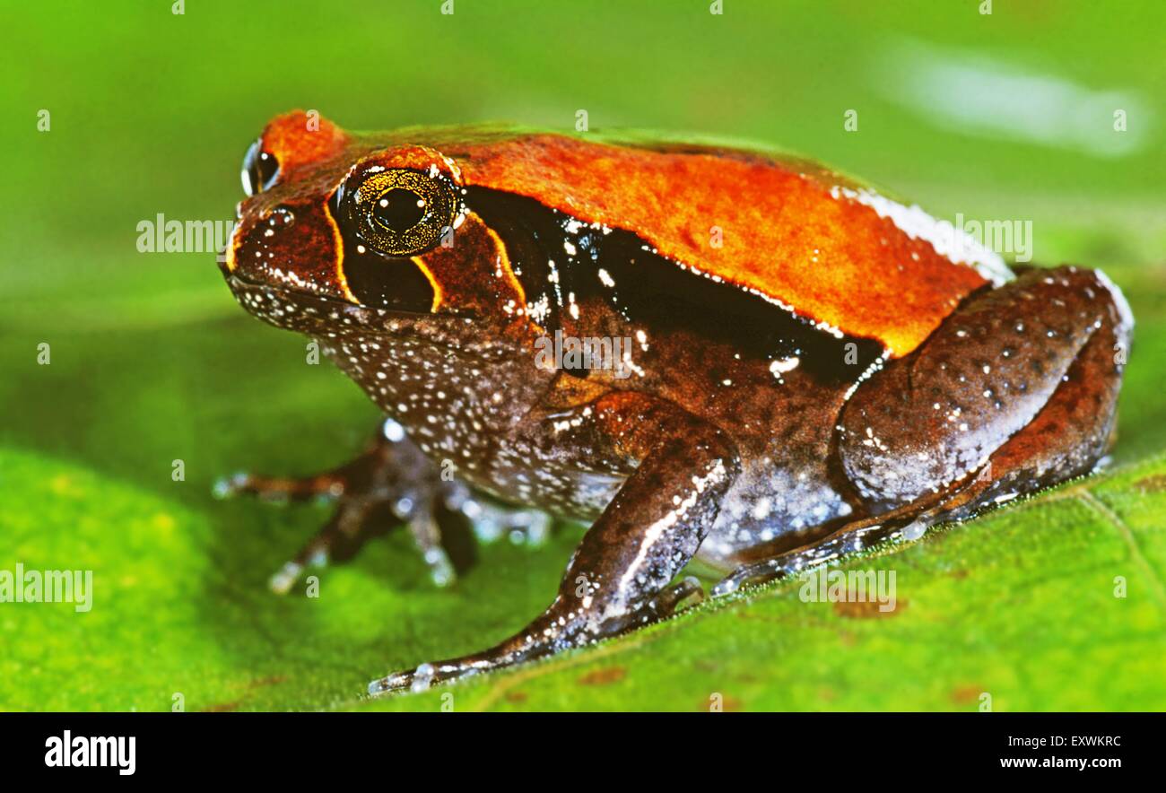 Grenouille Rainforest rocket Banque D'Images