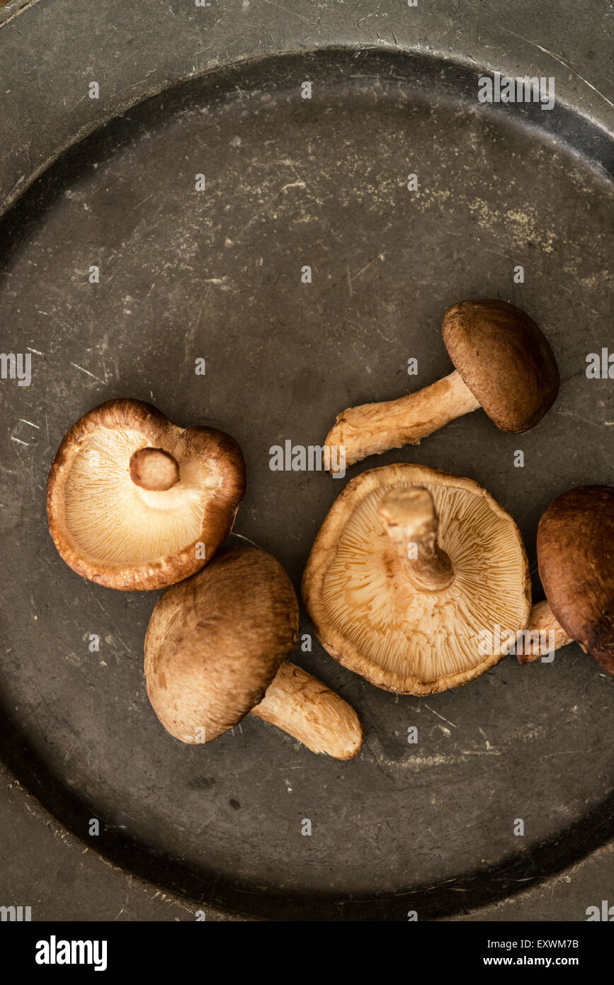 Champignons shiitake frais dans moody lumière naturelle avec style vintage Banque D'Images