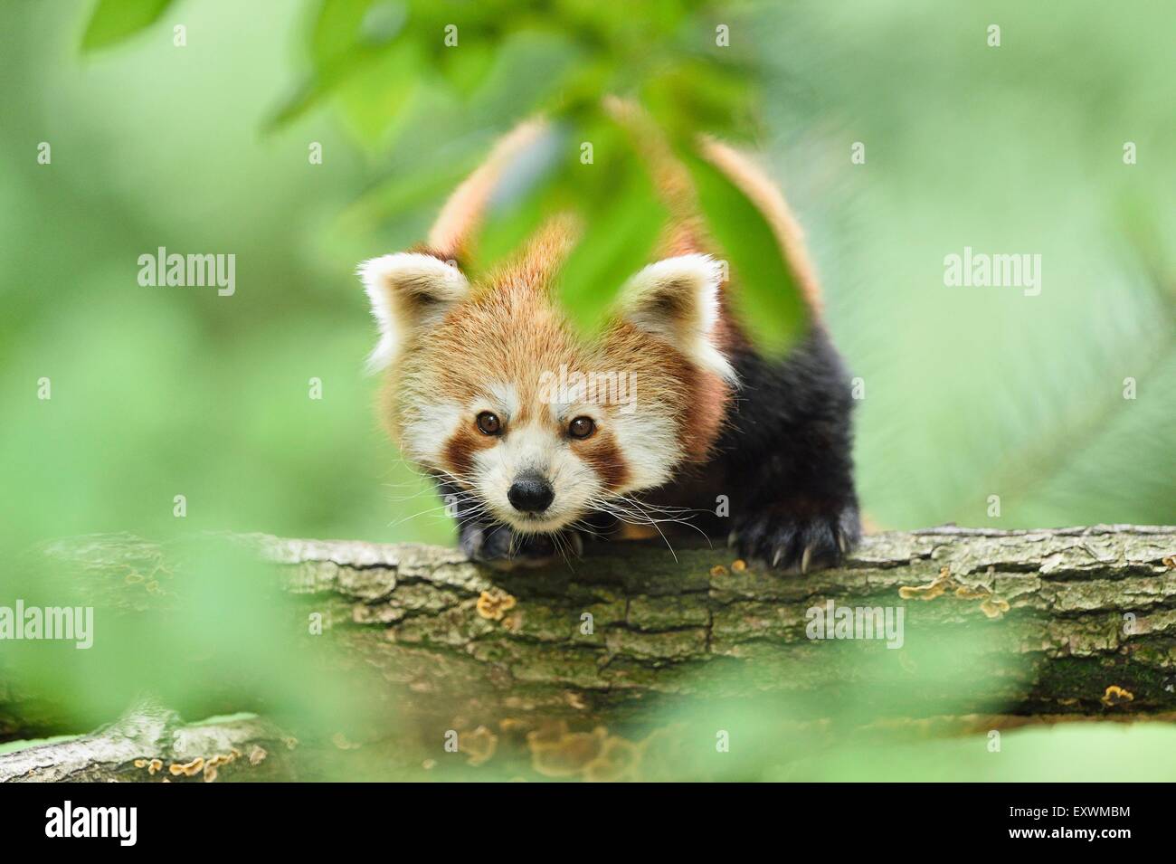Le panda rouge sur une branche Banque D'Images