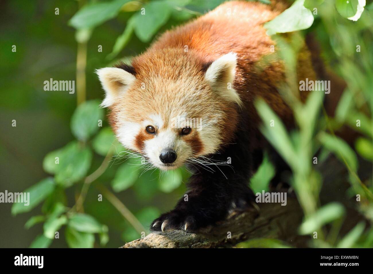 Le panda rouge sur une branche Banque D'Images