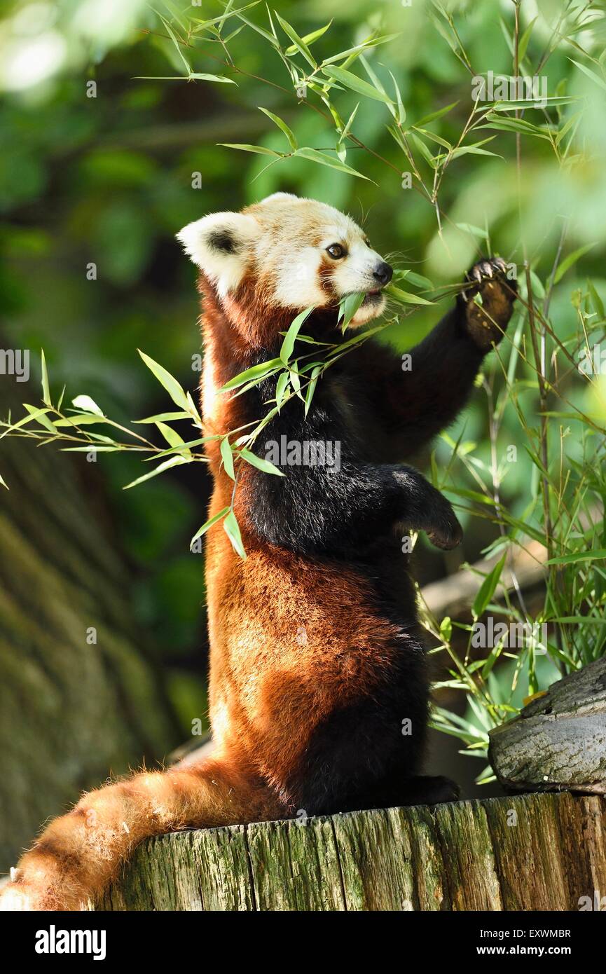 Le panda rouge sur une souche d'arbre Banque D'Images