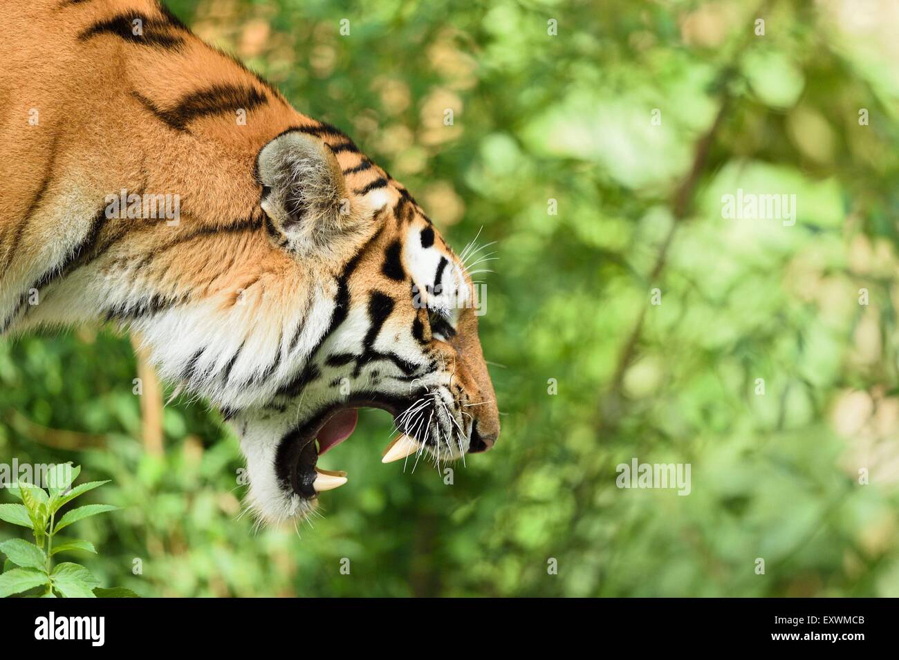 Crachant le tigre de Sibérie Banque D'Images