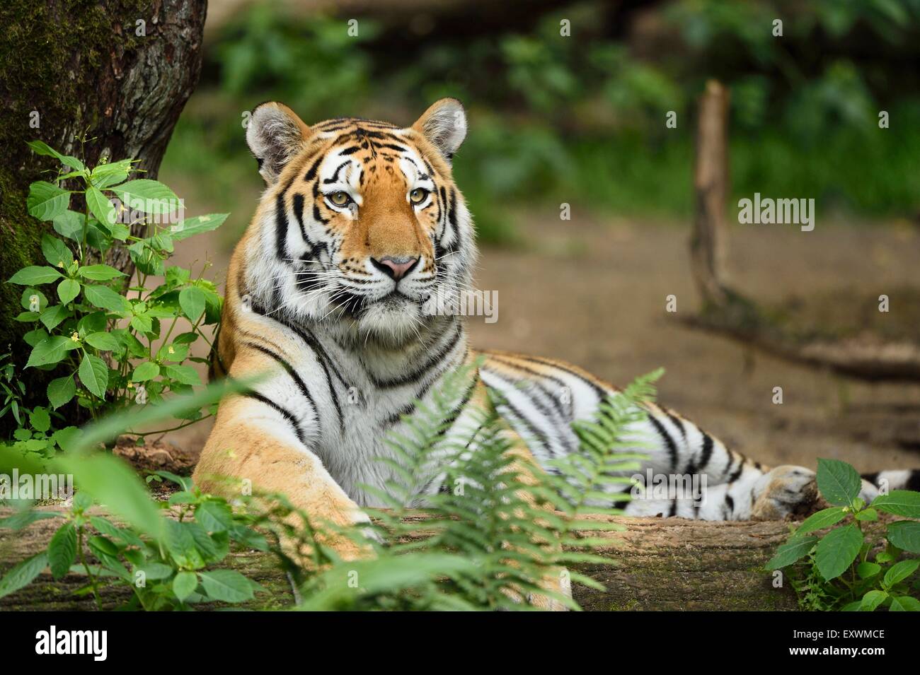 Siberian Tiger sur le terrain Banque D'Images