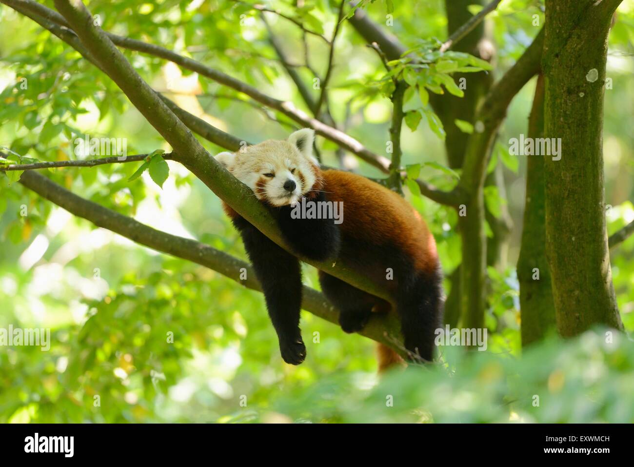 Le panda rouge couché sur une branche Banque D'Images