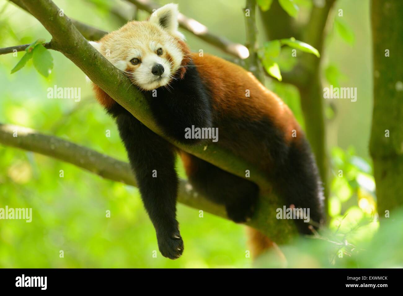 Le panda rouge couché sur une branche Banque D'Images