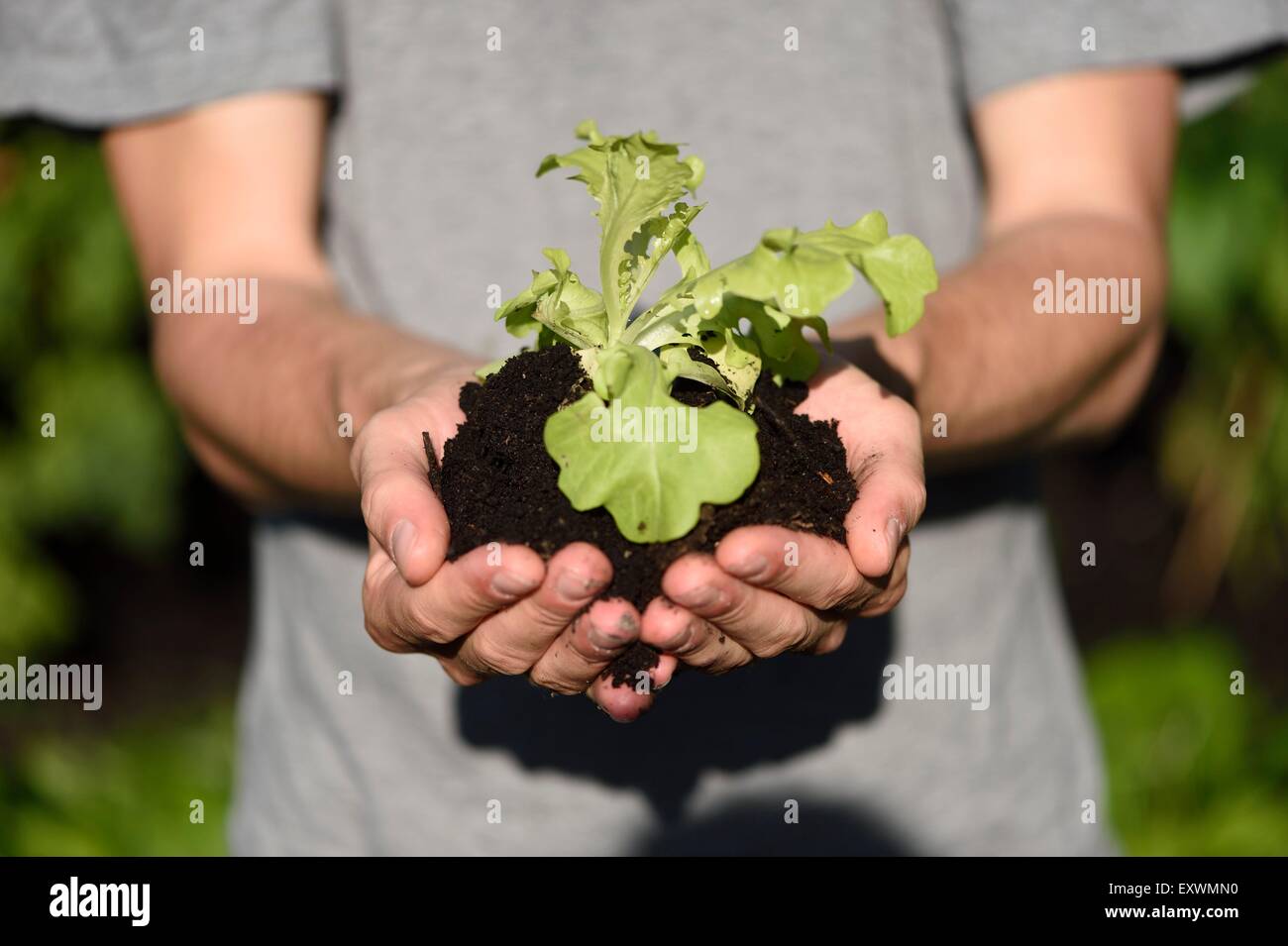 Close-up d'une usine de laitue dans les mains d'un homme Banque D'Images