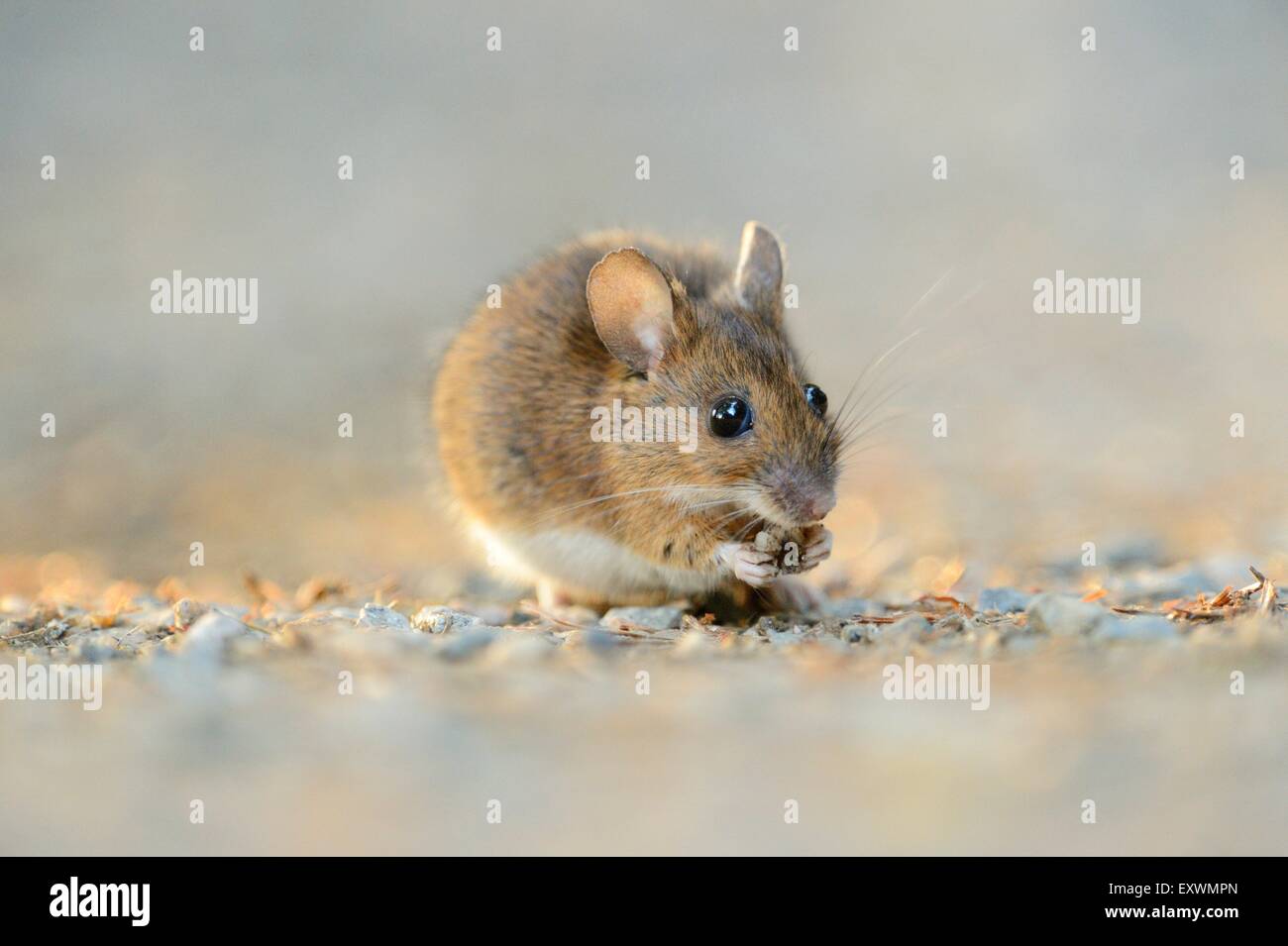 Souris en bois sur un chemin en forêt de Bavière, Allemagne Banque D'Images