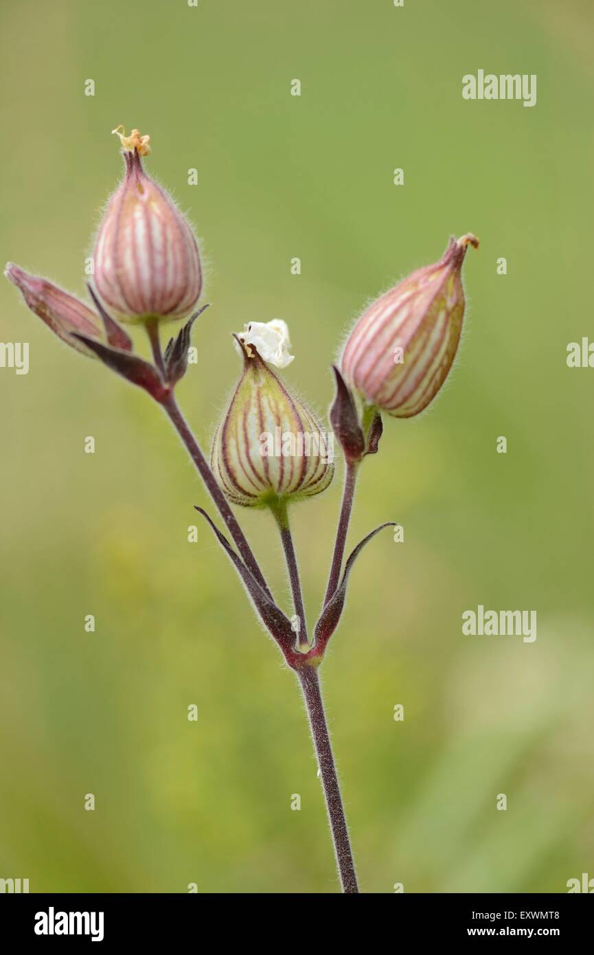 Close-up of White Campion blossoms Banque D'Images