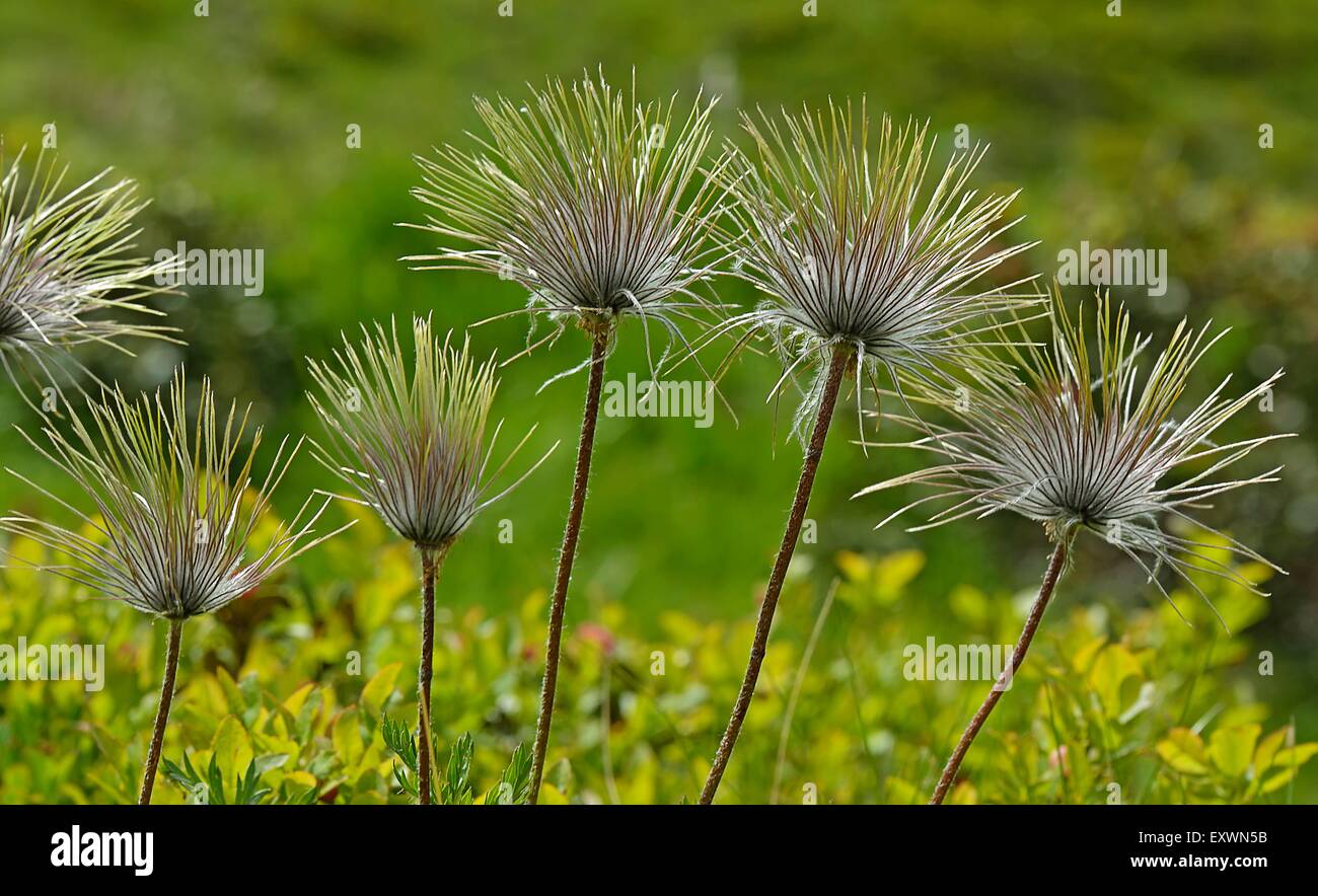 Printemps pasqueflower flétri Banque D'Images